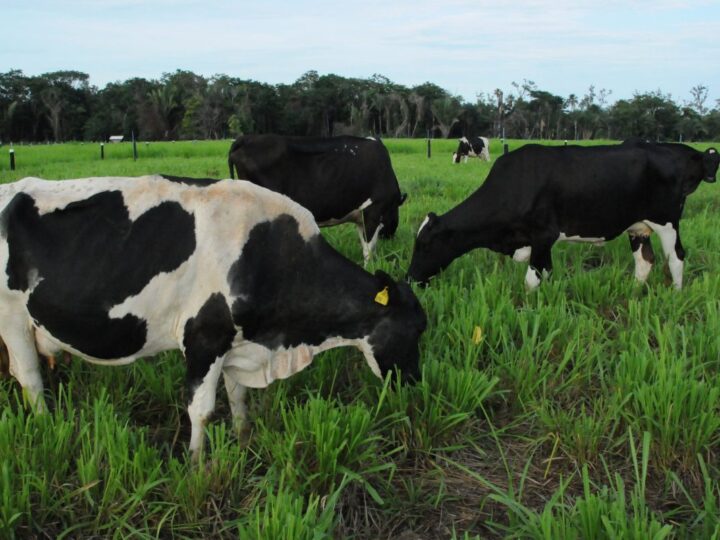 Manejo e produção para a economia da Pecuária Leiteira em Rondônia são destaques no Dia Mundial do Leite