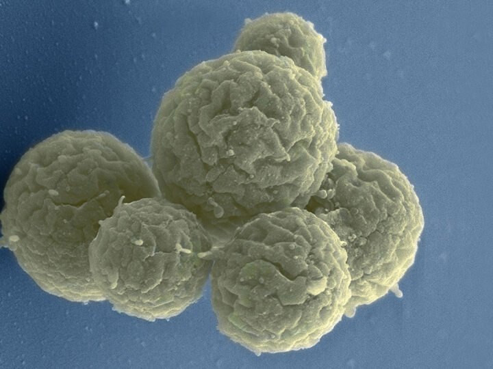 Cientistas desenvolvem células sintéticas capazes de realizar diferentes funções