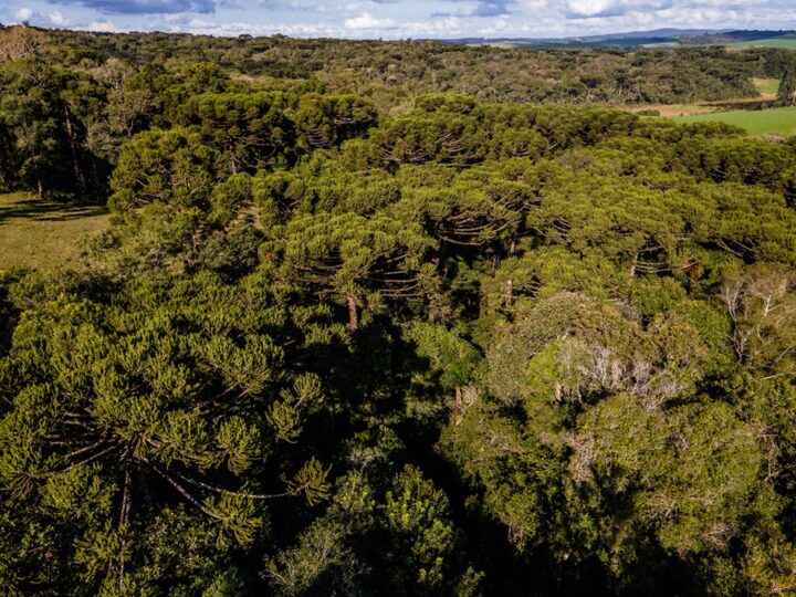 Livro orientado sobre como restaurar áreas de Reserva Legal com araucária