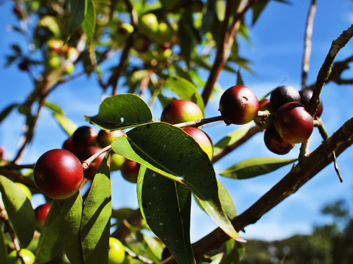 Cientistas usam fruto amazônico para enriquecer farinha de mandioca