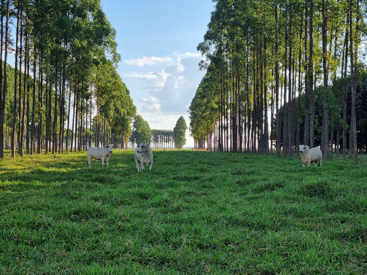 Após 12 anos, pesquisa traz embasamento para plantio de árvores em sistemas ILPF