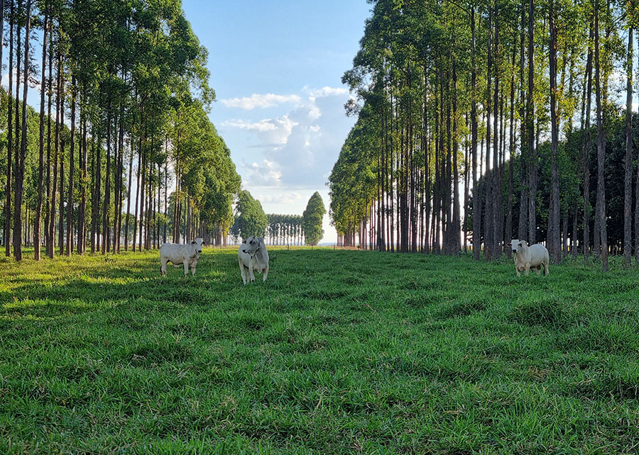 Após 12 anos, pesquisa traz embasamento para plantio de árvores em sistemas ILPF