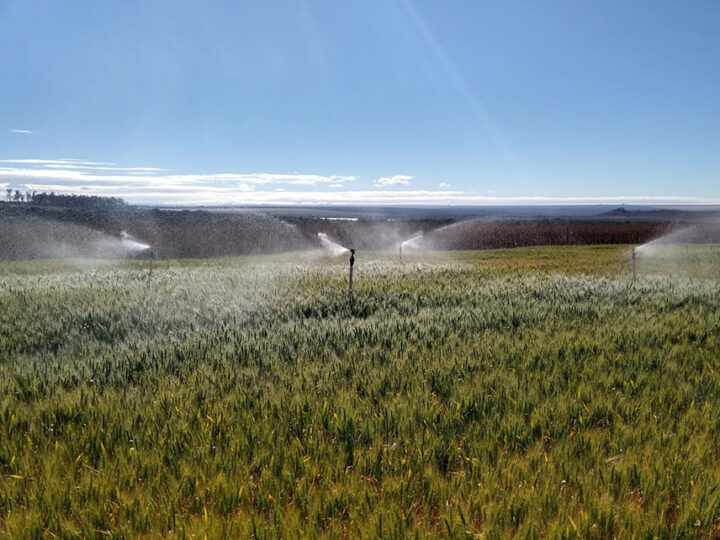 Pesquisa indica momento e quantidade de água ideal para a estabilidade do trigo no Cerrado