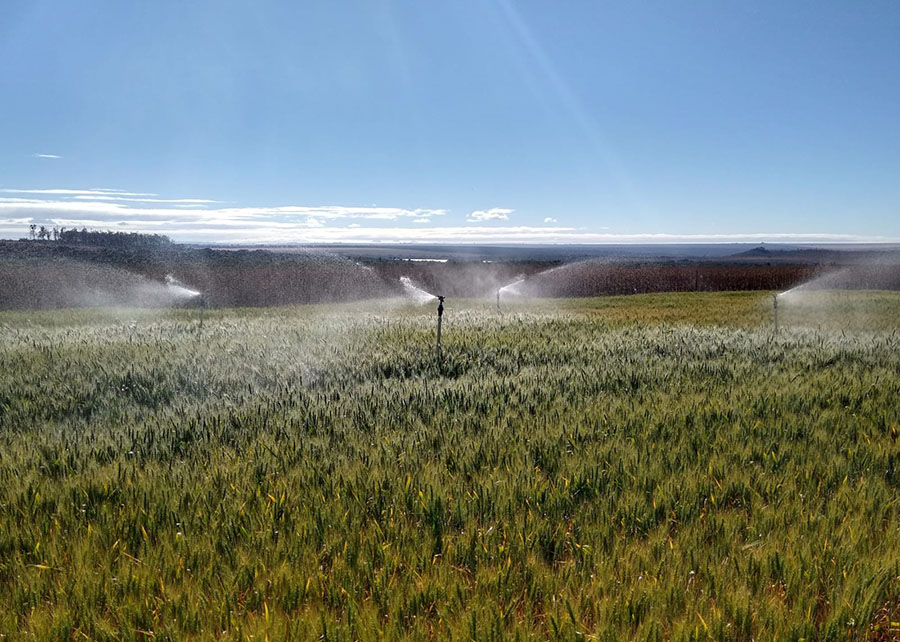 Pesquisa indica momento e quantidade de água ideal para a estabilidade do trigo no Cerrado