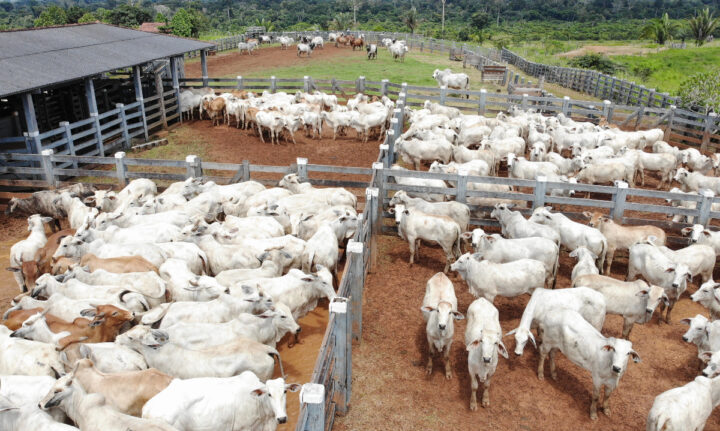 Teste epidemiológico para avaliar prevalência da Brucelose e Tuberculose bovina iniciou dia 1º de agosto, em Rondônia