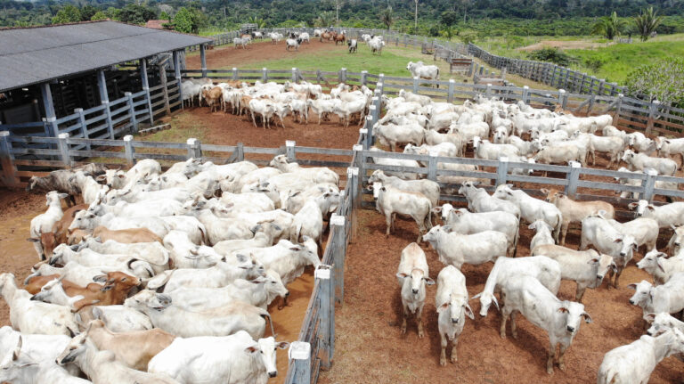 Teste epidemiológico para avaliar prevalência da Brucelose e Tuberculose bovina iniciou dia 1º de agosto, em Rondônia