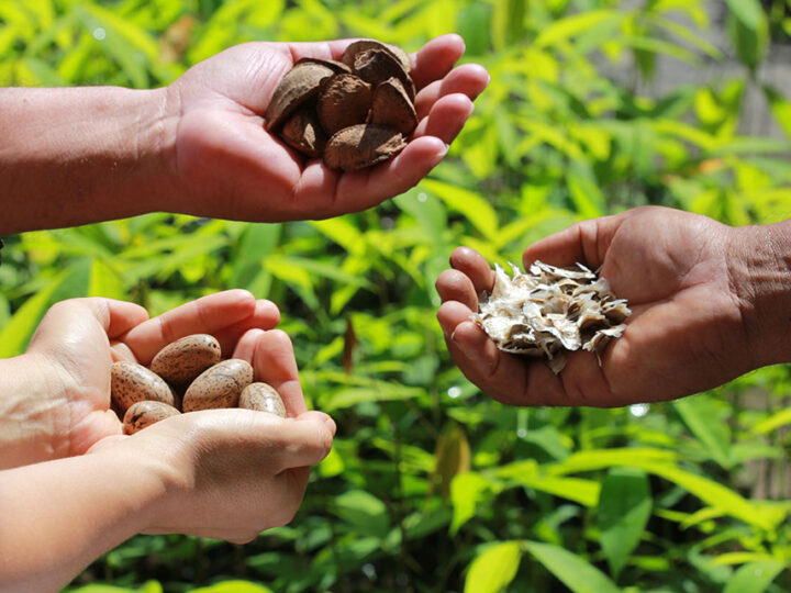 Falta de clareza do conceito de bioeconomia pode ser prejudicial à Amazônia