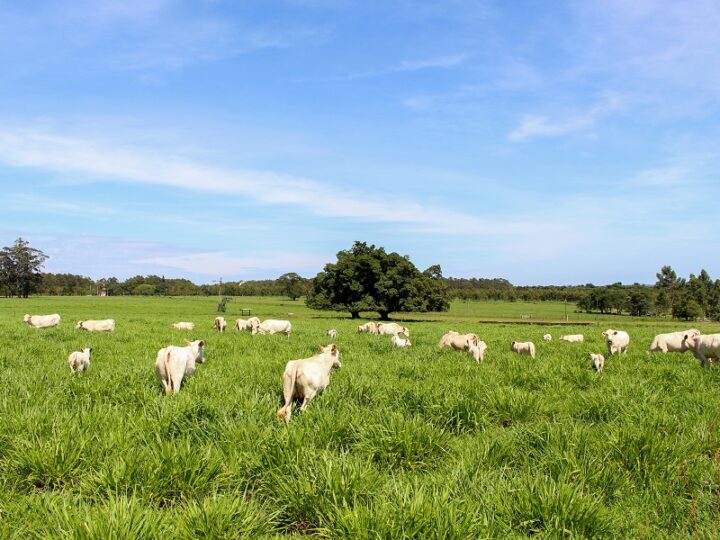 Práticas de manejo de pastagem permitem aumento na produção de carne