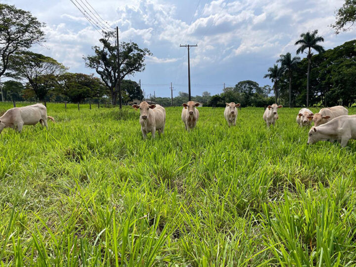 Protocolo permite estimar produtividade e melhorar desempenho de pastagens