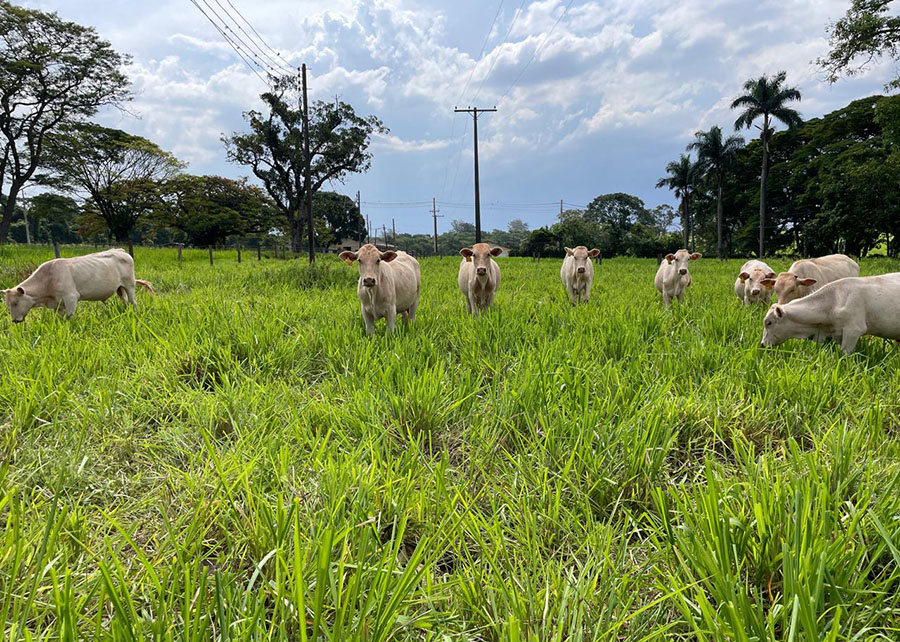 Protocolo permite estimar produtividade e melhorar desempenho de pastagens