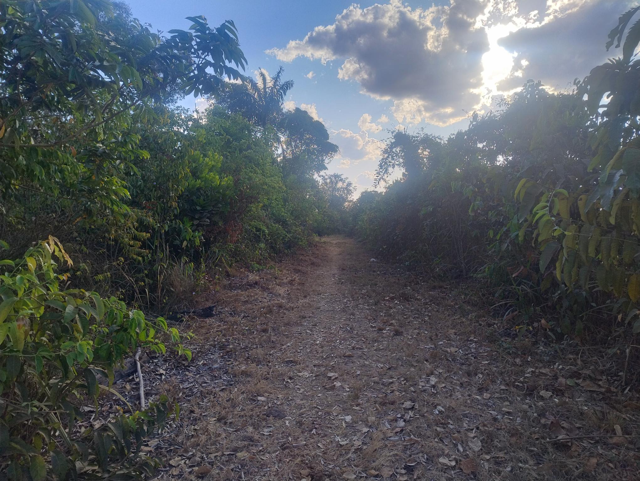 Vende-se chácara de 8,4 hectares em Vilhena