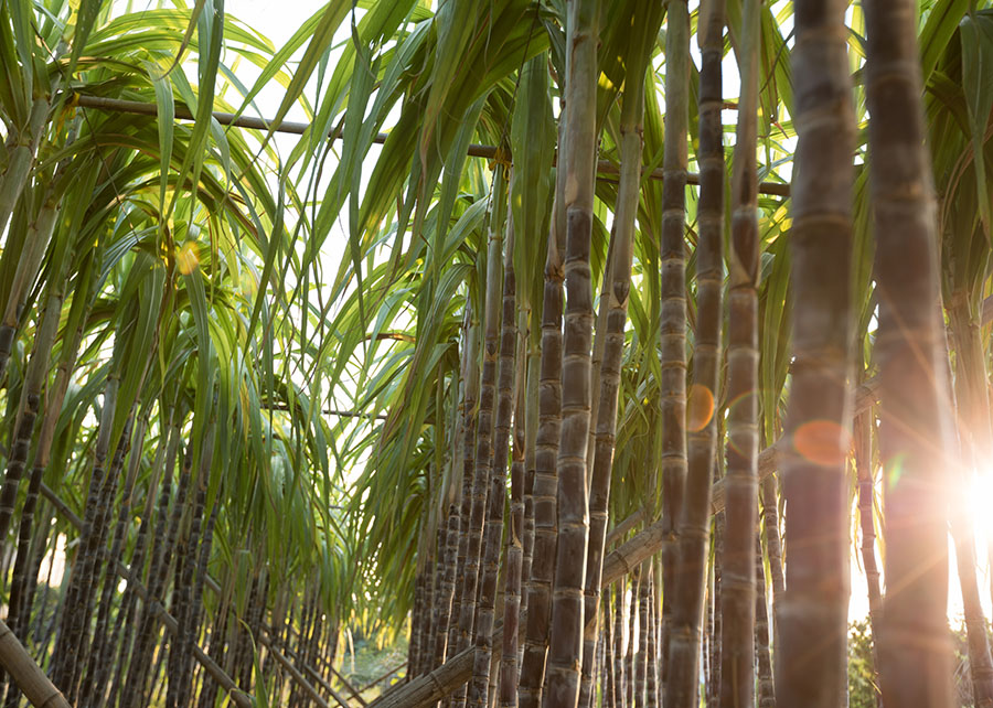 Pesquisa valida método de irrigação de cana como estratégia para mudanças climáticas