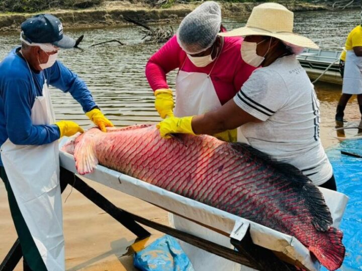 Governo de RO impulsiona manejo de controle do Pirarucu com impacto econômico nas comunidades tradicionais