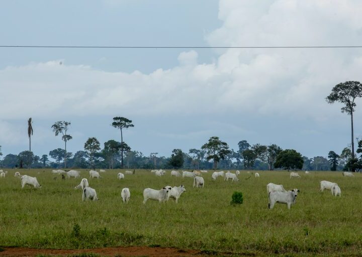 Unidades da Idaron iniciam inquérito epidemiológico que avaliará prevalência da brucelose e tuberculose bovina no estado