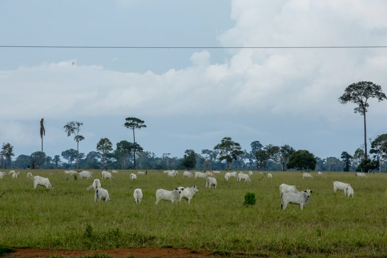 Unidades da Idaron iniciam inquérito epidemiológico que avaliará prevalência da brucelose e tuberculose bovina no estado