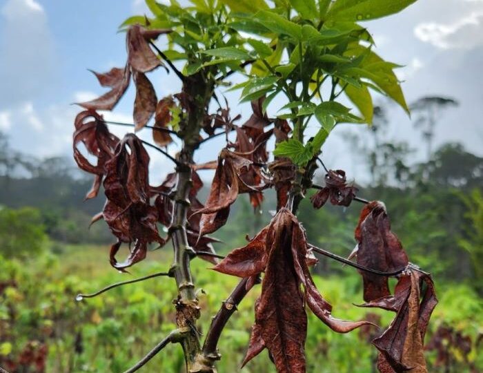 Embrapa identifica primeiro caso de “vassoura de bruxa” da mandioca no Brasil