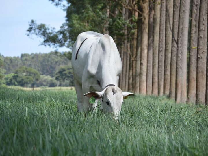 Embrapa e Mosaic apresentam cursos técnicos para promover a sustentabilidade do setor agropecuário