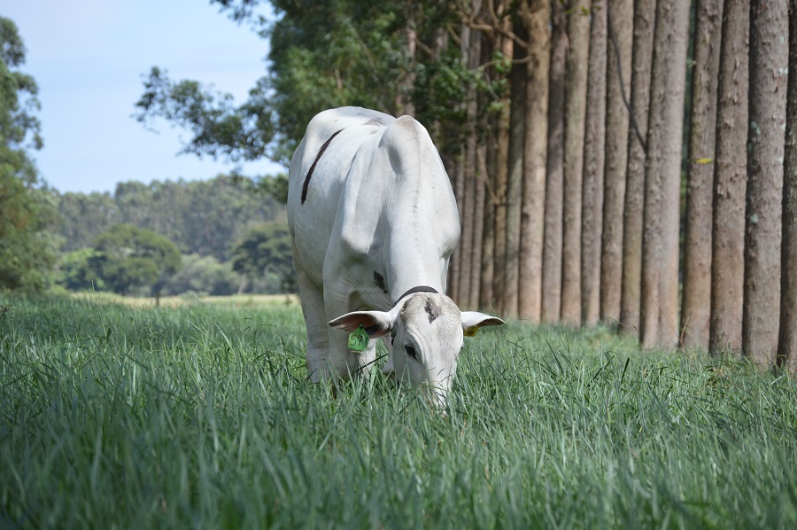 Embrapa e Mosaic apresentam cursos técnicos para promover a sustentabilidade do setor agropecuário