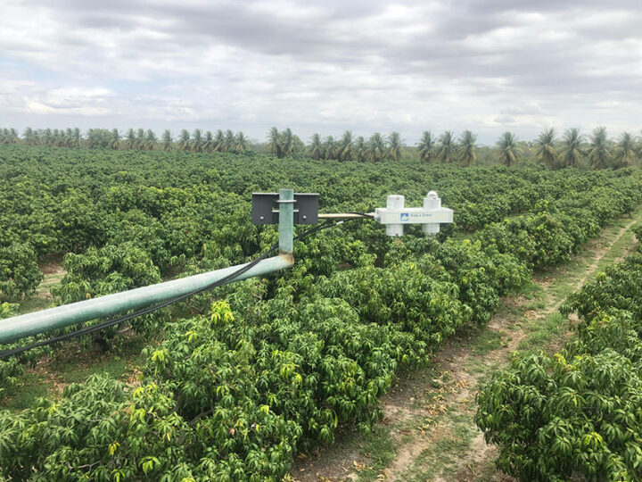 Manga Palmer no Semiárido tem potencial de economizar 31% de água na irrigação