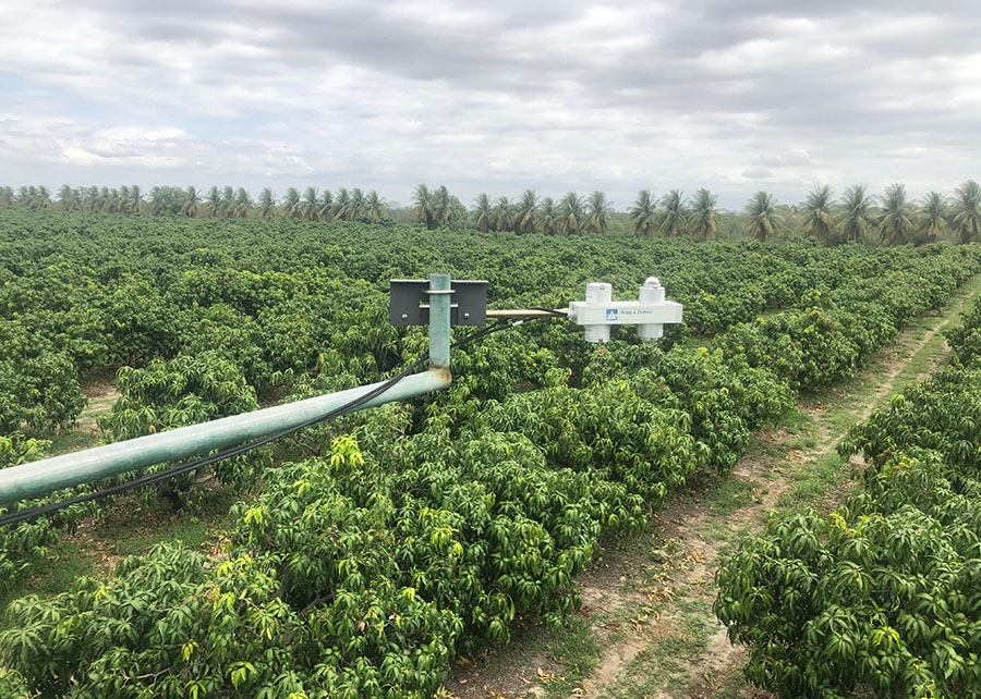 Manga Palmer no Semiárido tem potencial de economizar 31% de água na irrigação