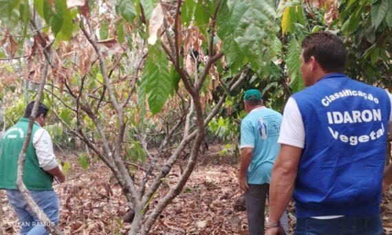 Ações desenvolvidas garantem sanidade dos frutos e amêndoas que foram destaques no Concacau