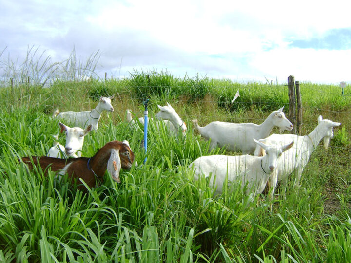 Pesquisa estimada média de forragem armazenada para garantir a produção animal no Semiárido