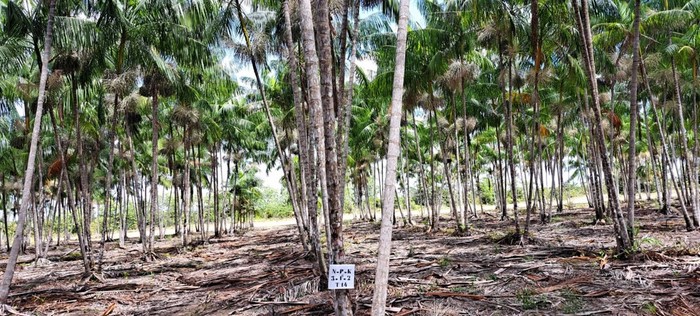 Projeto “Cultivo de açaí em terra firme da Amazônia” promove ação no Amapá