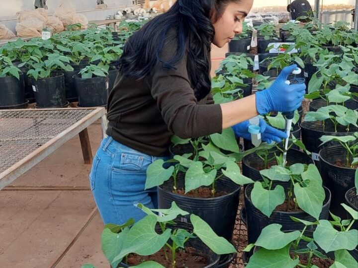 Inoculação de bactérias altera o microbioma nas raízes e melhora a fisiologia do feijoeiro