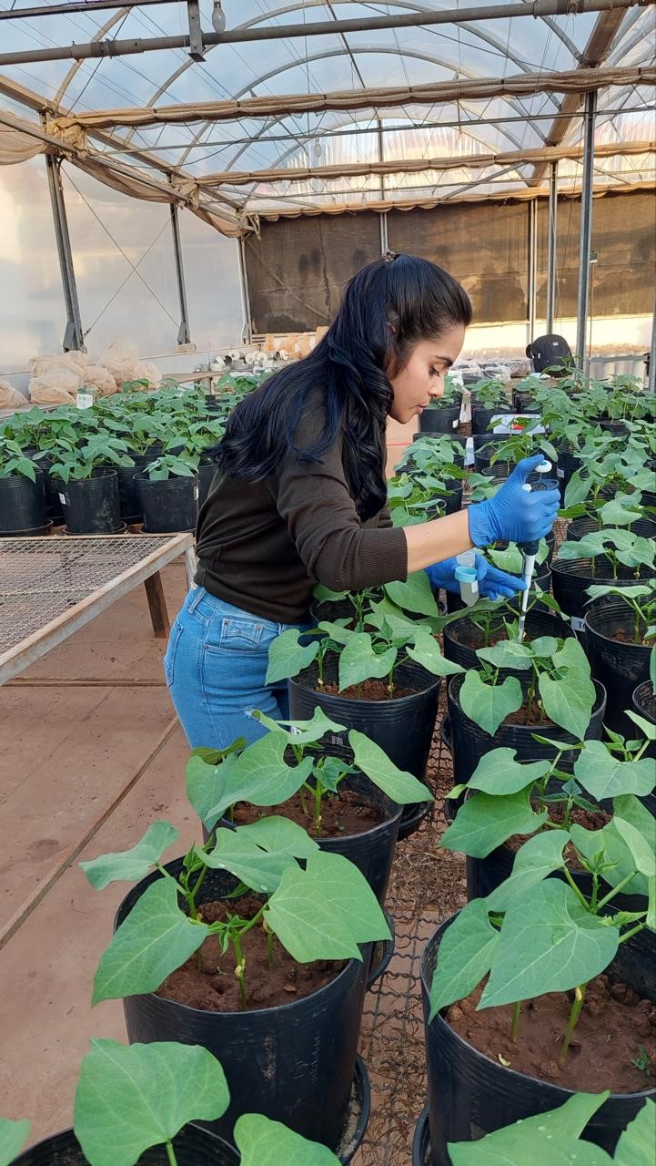 Inoculação de bactérias altera o microbioma nas raízes e melhora a fisiologia do feijoeiro