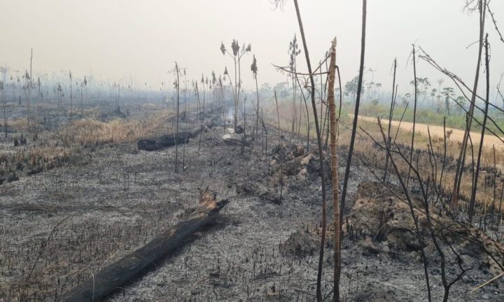 Governo de RO intensifica ações de proteção ao meio ambiente através de perícias em crimes ambientais