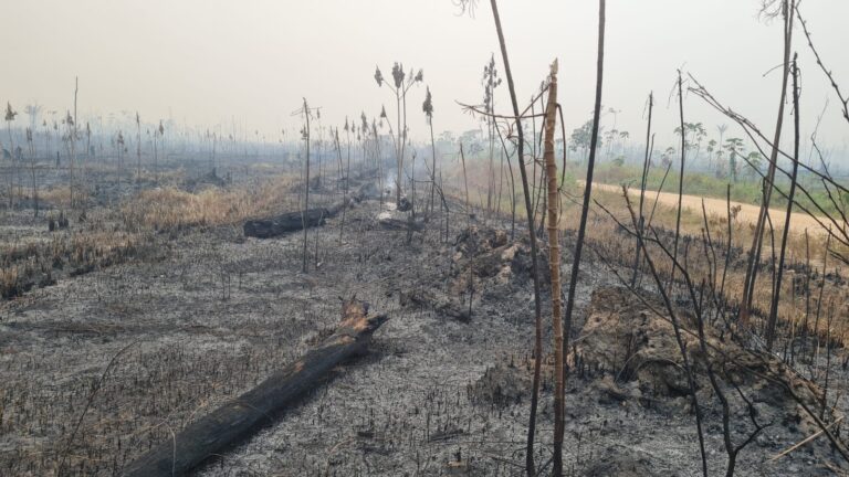 Governo de RO intensifica ações de proteção ao meio ambiente através de perícias em crimes ambientais