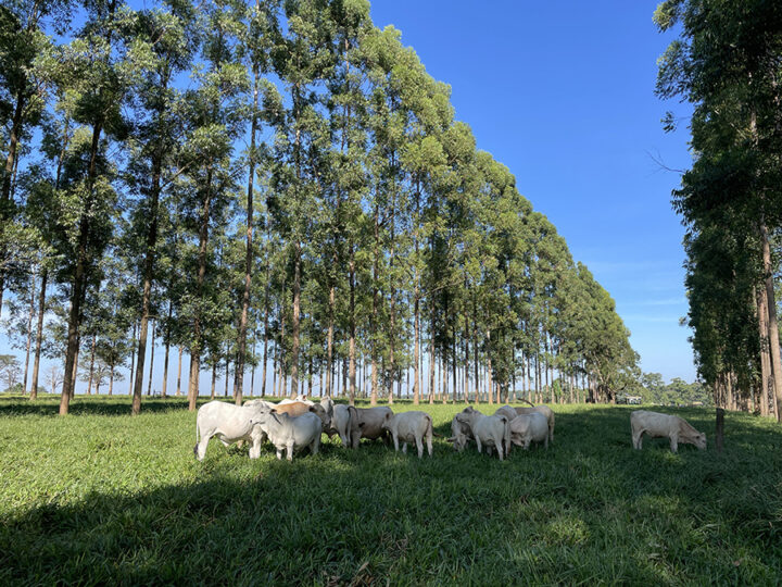 Medir a área basal dos troncos ajuda a melhorar o manejo de sistemas silvipastoris