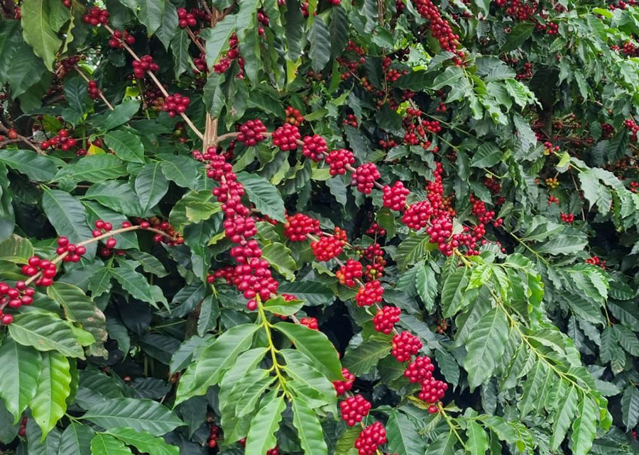 Com abelhas no café, receita do arábica pode crescer R$ 22 bi por ano no Brasil