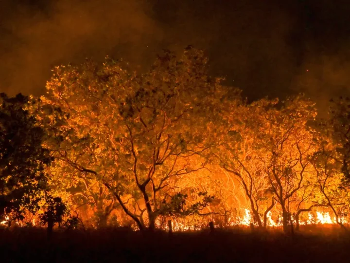 Amazônia tem diversidade empobrecida por incêndios florestais