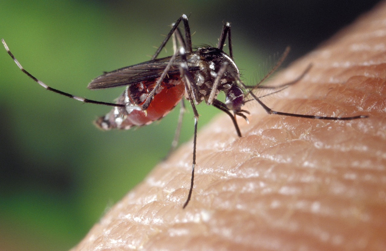 Rio de Janeiro confirma primeira morte por dengue este ano