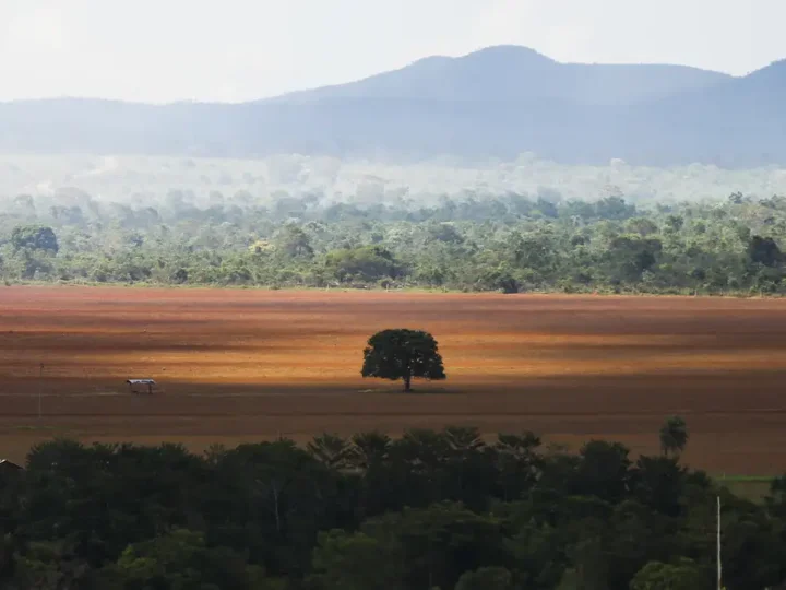 Desmatamento no Cerrado caiu 33% em 2024, mas ainda é elevado