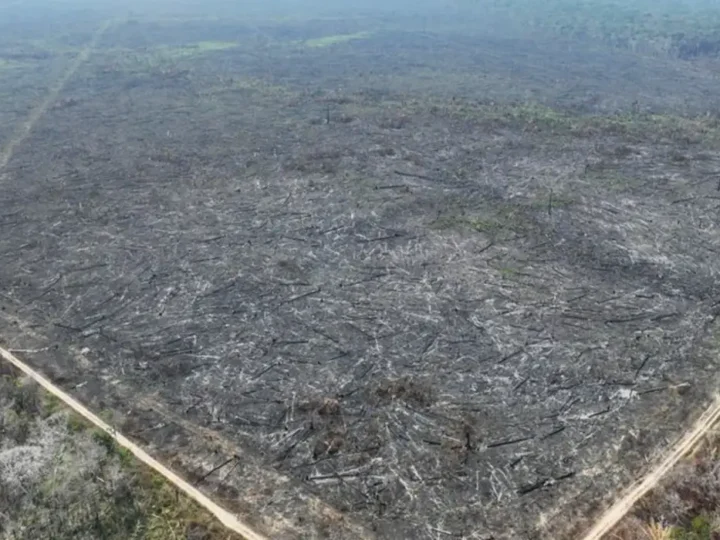 Apenas 5% dos casos de desmatamento na Amazônia geraram indenizações