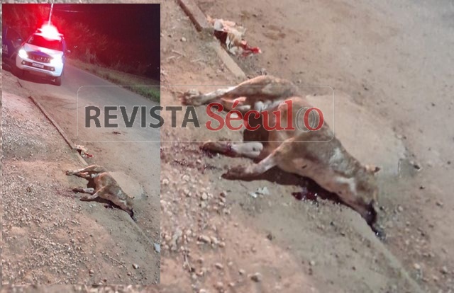Cão é abatido pela PM após atacar pessoas e animais em Vilhena