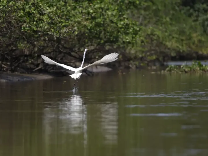 Reflorestamento permite volta de animais a mangue na Baía de Guanabara