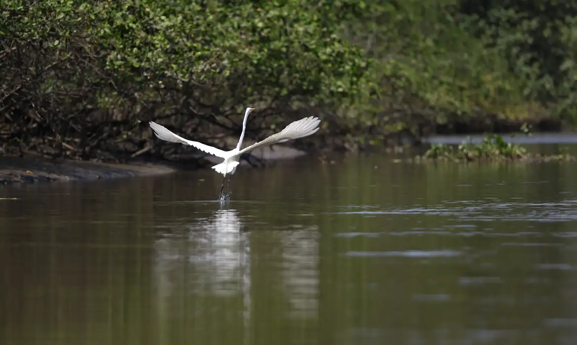 Reflorestamento permite volta de animais a mangue na Baía de Guanabara
