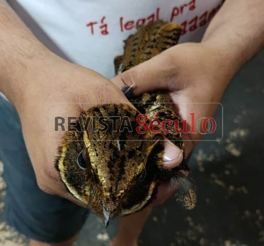 Curiango entre em residência no Cristo Rei em Vilhena e relembra caso de Urutau resgatado por Tony Rota