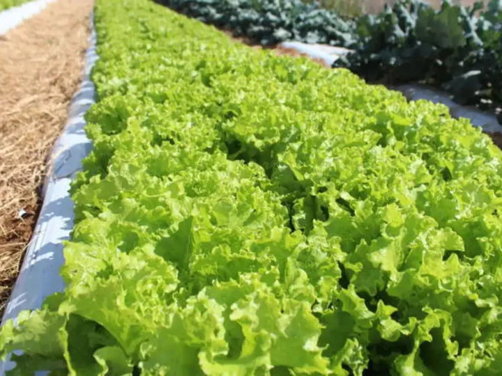 Crise climática ameaça cultivo de alface em campo aberto, diz Embrapa