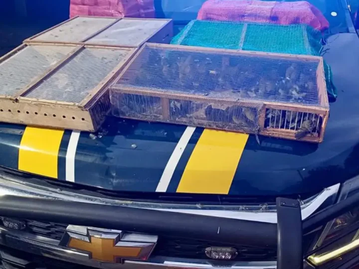 Homem é preso com mais de 1 mil aves silvestres no RJ; 180 morreram