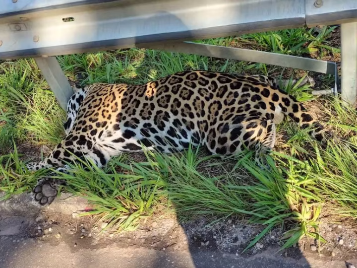 Onça-pintada é encontrada morta na BR-435 em RO