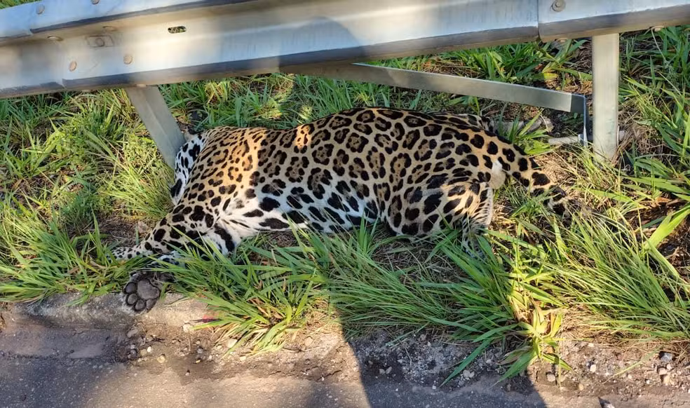 Onça-pintada é encontrada morta na BR-435 em RO