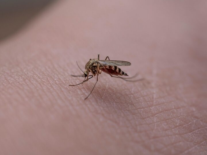Casos de dengue e chikungunya custaram R$ 1,2 bi ao sistema de saúde