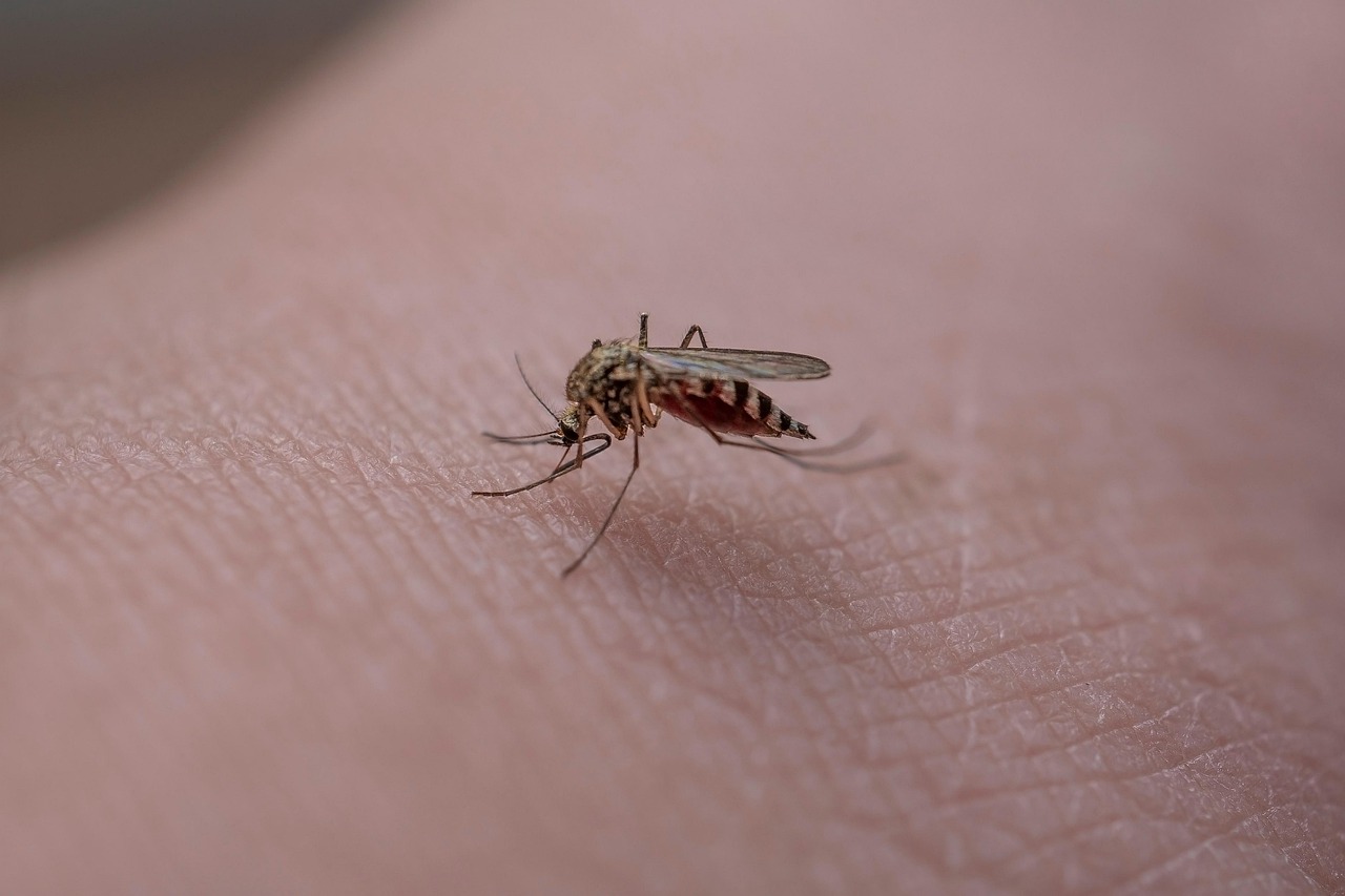 Casos de dengue e chikungunya custaram R$ 1,2 bi ao sistema de saúde