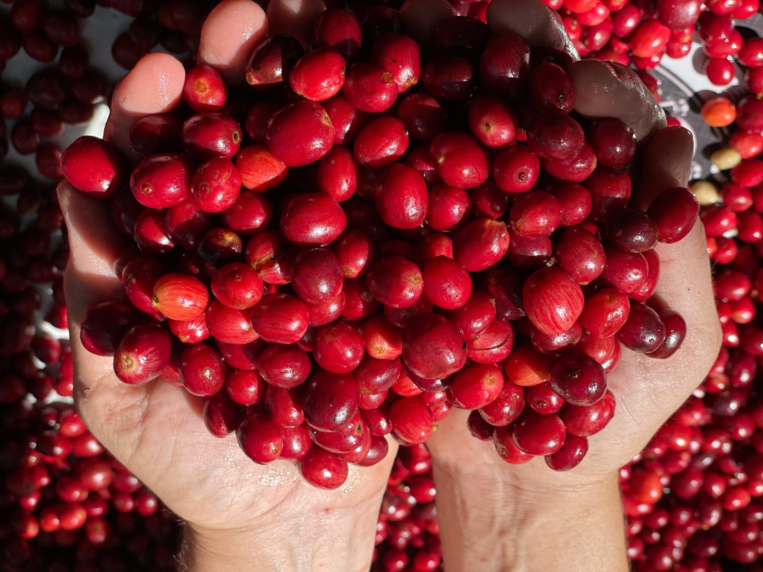 Deputado Jean Mendonça destina recursos para atender agricultores de Nova União