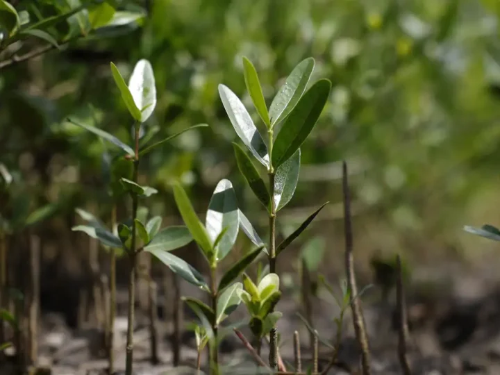 Programa Restaura Amazônia aprova 17 projetos em assentamentos