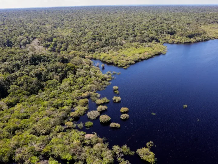 Amazônia e Cerrado registram queda de 11% no desmatamento
